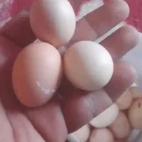 تخم مرغ رسمی گلپایگانی