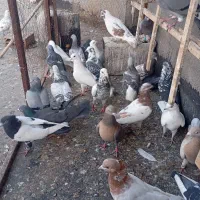 گفتر صید کبوتر بوم پرنده حیون