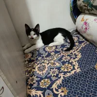 گربه