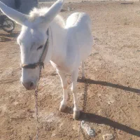 خر نر جوان خوب