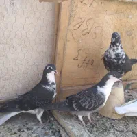 جوجه دمگیرافتاب نخورده اماده برای سفت کردن