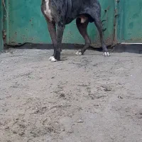 سگ گریدین اصل|سگ|کرمانشاه, |دیوار