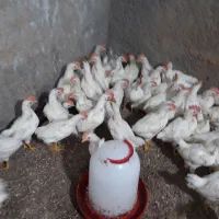 جوجه خروس|حیوانات مزرعه|صحنه, |دیوار