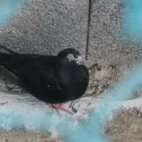 کبوتر معاوضه با بلدرچین