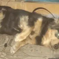 اشپیتز اتوبوسی