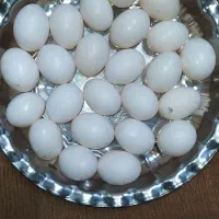کبوتر تخم تازه