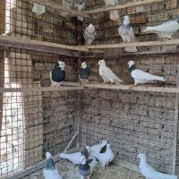 طوقی آجری .الماسی .شکلاتی