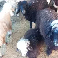 کره نر و بره نر|حیوانات مزرعه|بهبهان, |دیوار