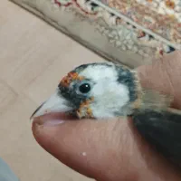 سهره ماده...مست و جوجه سهره|پرنده|ری, شهرک نظامی|دیوار