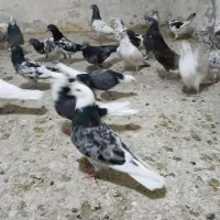 تعدادی پرندی پرشتی واقعی جفت 300