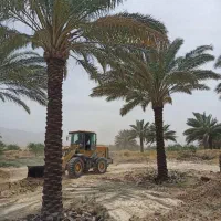 فروش نخل خرما و درخت مرکبات