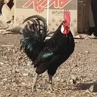 شوش.خروس سیاه عربی