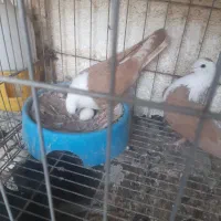 جفت نر ماده کله سفید|پرنده|بهبهان, |دیوار