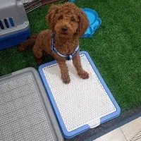 واگذاری پودل نر (فروش)