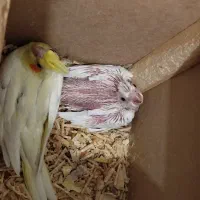 جوجه عروس هلندی