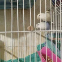 جفت طوطی برزیلی وایت فیس|پرنده|نمین, |دیوار