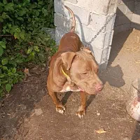 واگذاری پیتبول بولی ۲ساله ماده توله دهی خوبی داره|سگ|املش, |دیوار