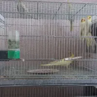 فروش عروس هلندی|پرنده|یزد, |دیوار