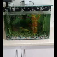 آکواریوم شیشه خم