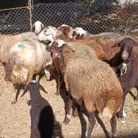 گوسفند داشتی|حیوانات مزرعه|فیروزآباد (لرستان), |دیوار