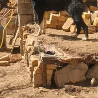 سگ .|سگ|اصفهان, شمس آباد|دیوار