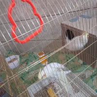 تعدادی عروس م و ل د|پرنده|اهواز, شریعتی جنوبی|دیوار