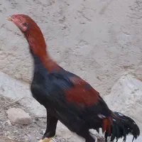 خروس لاری اصل