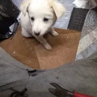 توله شیتزو ۲ماهشه