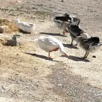 غوغاز، نژاد لیندا، اوکراینی، آفریقایی