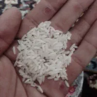 برنج دانه بلند/طارم هاشمی/کشت امسال