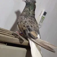 چهار جفت رنگی عتیقه