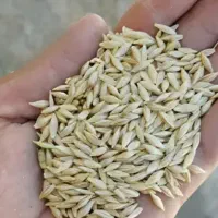 خریدار جو