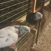 کبوتر فروشی همه باهم