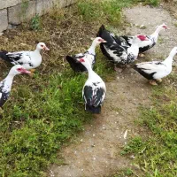 اردک مسکویی (اسراییلی)|حیوانات مزرعه|هلیلان, |دیوار