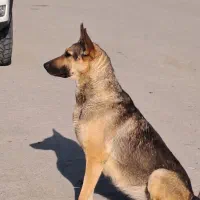 سک کرگی ژرمن