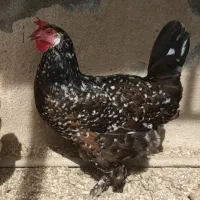 تخم مرغ گلین