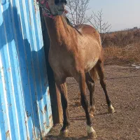 اسب|اسب و تجهیزات اسبسواری|اسفرورین, |دیوار