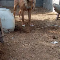 سگ ماده  باکسر مخصو نگهبانی باغ کارخانه تعلیم دیده