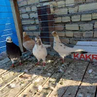 کبوتر|پرنده|شاهرود, |دیوار