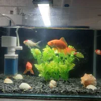 آکواریوم با لوازم