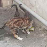 گربه آشرا|گربه|احمدآبادمستوفی, |دیوار