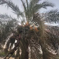 اجاره-زمین