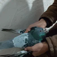 کفتر مگس نر