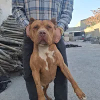 سگ پیت بول|سگ|مشهد, خین عرب|دیوار