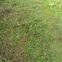 علف زنی بادستگاه علف های هرز