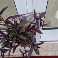 گلهای خانگی|گل و گیاه طبیعی|خمینی‌شهر, |دیوار