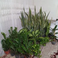 گلهای زیبا وشاداب