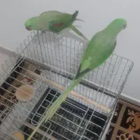 جفت شاه طوطی نروماده هردودستی ورام|پرنده|شهریار, شهرک وائین|دیوار