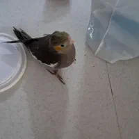 جوجه سرلاکی گل باقالی وسیامون