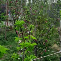 فروش خانه باغ در روستای سرپشت دهبکری